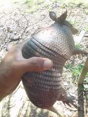 Dasypus sabanicola
