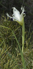 Iris tuberosa