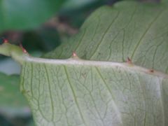 Zanthoxylum asiaticum