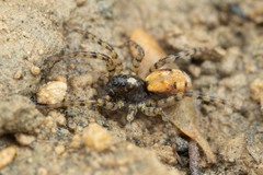 Arctosa perita
