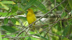 Sicalis columbiana