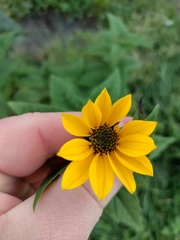 Helianthus tuberosus
