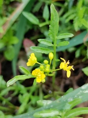 Rorippa sylvestris