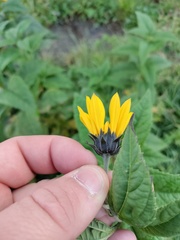 Helianthus tuberosus
