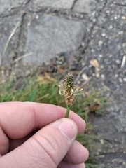 Plantago lanceolata