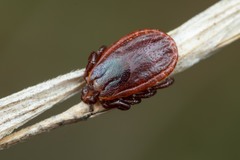 Haemaphysalis punctata