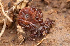 Haemaphysalis punctata
