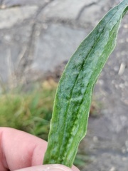 Plantago lanceolata