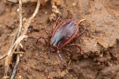 Haemaphysalis punctata