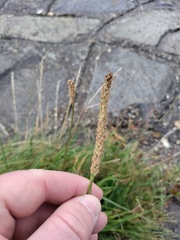 Plantago lanceolata