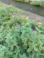 Helianthus tuberosus