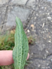 Plantago lanceolata