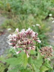 Eupatorium cannabinum