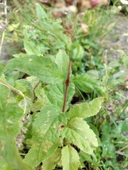 Eupatorium cannabinum