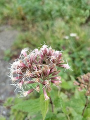 Eupatorium cannabinum