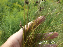 Carex praecox