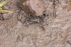 Parathelphusa convexa