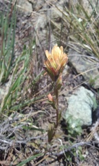 Castilleja affinis neglecta