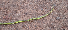 Ahaetulla