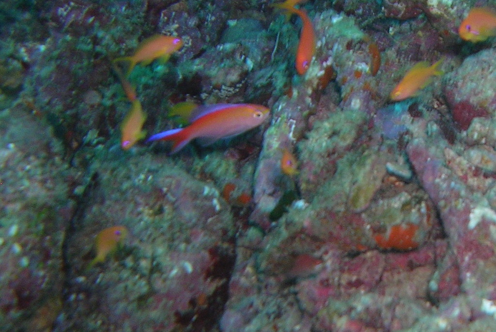 Pyronotanthias parvirostris