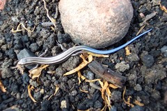 Plestiodon skiltonianus interparietalis