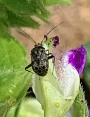 Charagochilus