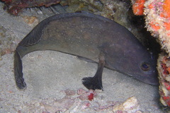 Epinephelus coeruleopunctatus