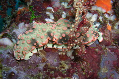 Dermatobranchus ornatus