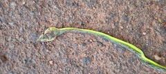 Ahaetulla