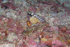 Parapercis tetracantha