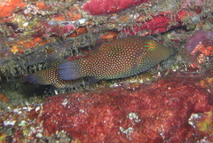 Canthigaster janthinoptera