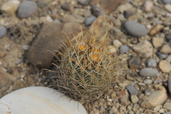 Ancistrocactus
