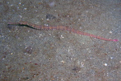 Corythoichthys schultzi