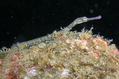 Corythoichthys schultzi