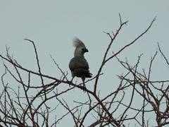 Corythaixoides concolor pallidiceps