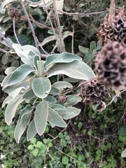 Phlomis fruticosa