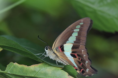 Graphium teredon