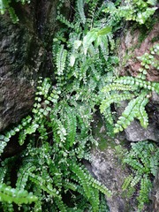 Asplenium trichomanes