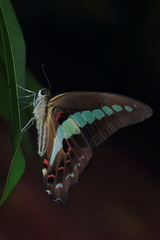 Graphium teredon