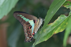 Graphium teredon