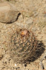 Ancistrocactus