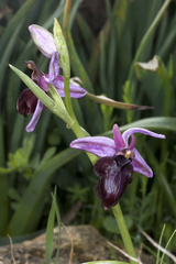 Ophrys sphegodes spruneri