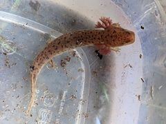 Necturus moleri