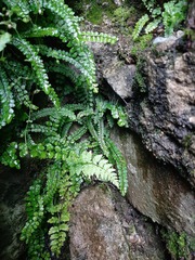 Asplenium trichomanes