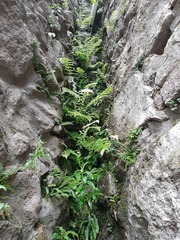 Asplenium trichomanes