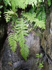 Athyrium filix-femina