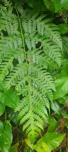 Tomato fern (Lonchitis hirsuta)