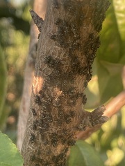 Pterochloroides persicae