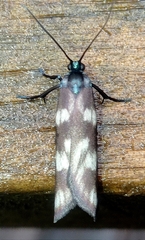 Urodidae