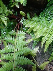 Athyrium filix-femina